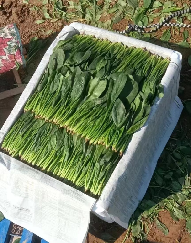 山东金乡精品菠菜，一手货源产地直发，对接各大批发商！