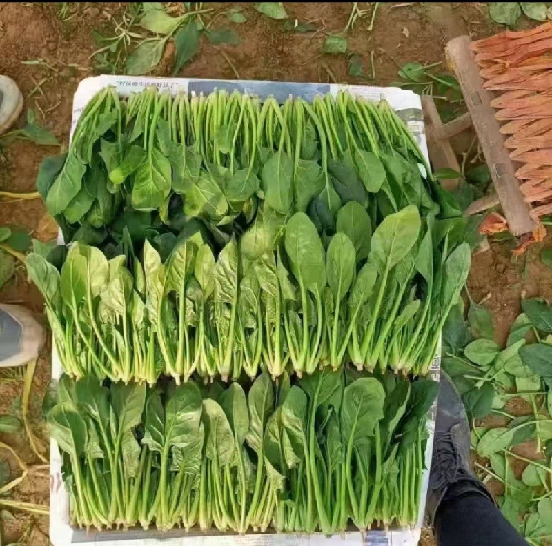 山东金乡精品菠菜，一手货源产地直发，对接各大批发商！