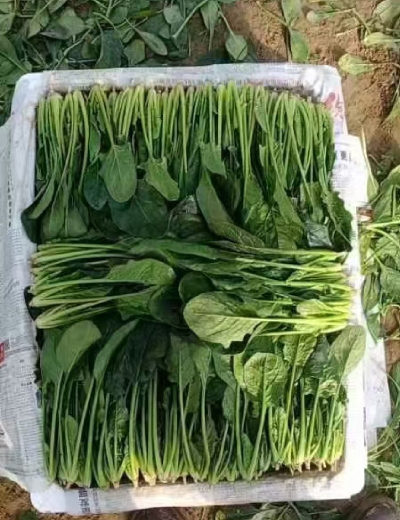 山东金乡精品菠菜，一手货源产地直发，对接各大批发商！