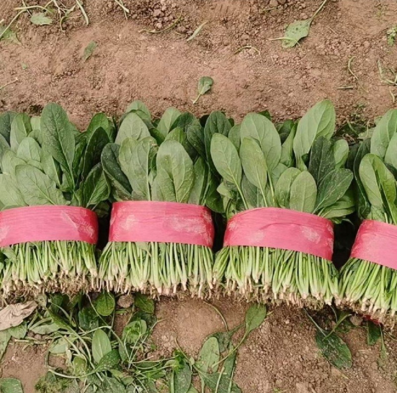 山东金乡精品菠菜，一手货源产地直发，对接各大批发商！