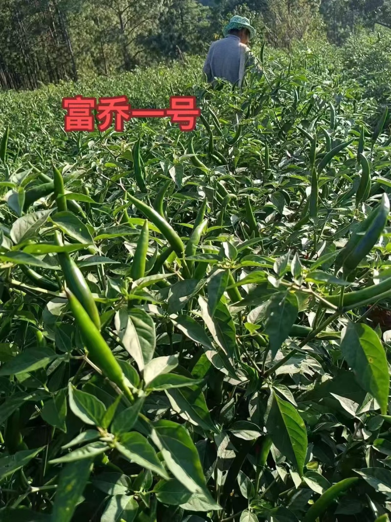 泰国品种朝天椒一代杂交早熟朝天椒种子富乔种业朝天辣椒种子