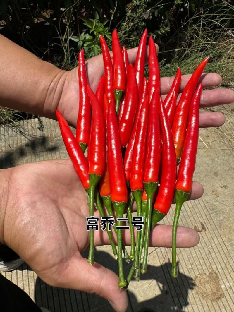 泰国品种朝天椒一代杂交早熟朝天椒种子富乔种业朝天辣椒种子