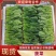 山东金乡精品菠菜,一手货源产地直发,对接各大批发商!