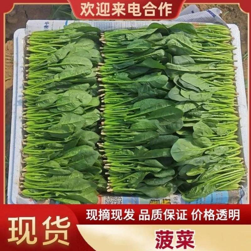 山东金乡精品菠菜，一手货源产地直发，对接各大批发商！