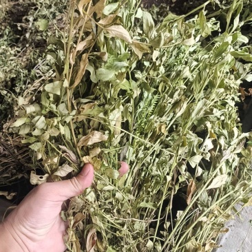 中药材大叶金牛草紫背金牛草大金不换大金牛草