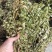 中药材大叶金牛草紫背金牛草大金不换大金牛草