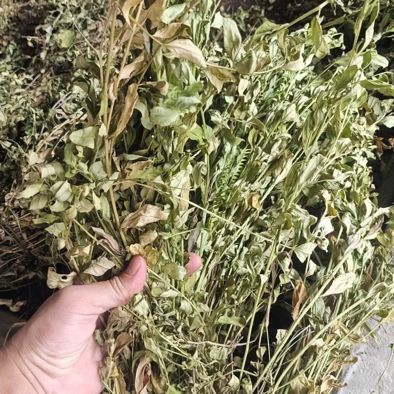 中药材大叶金牛草紫背金牛草大金不换大金牛草