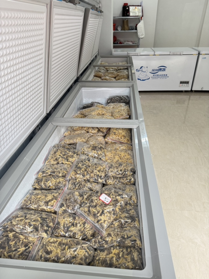 熟冻树蜂1-2-3-4级现货可视频看货，全国发货生冻