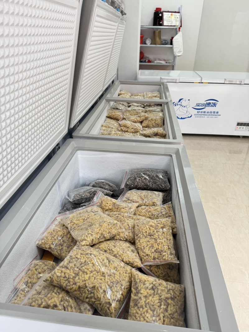 熟冻树蜂1-2-3-4级现货可视频看货，全国发货生冻