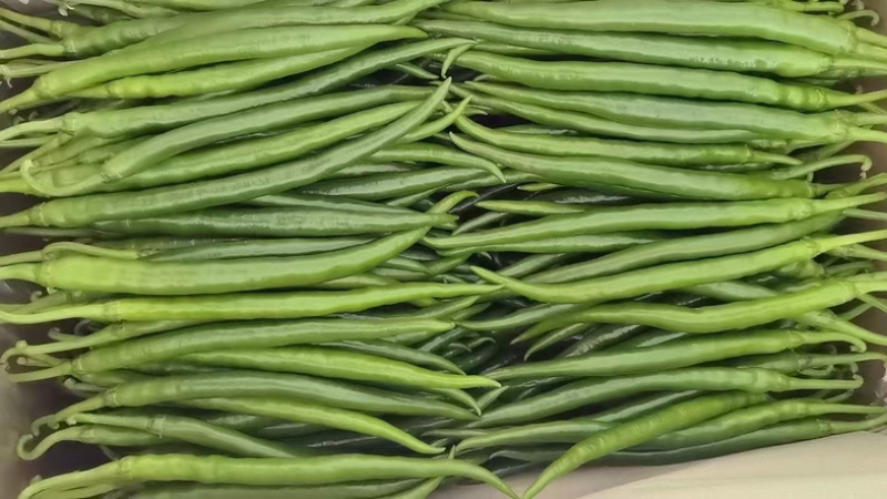 3号线椒，8号线椒，螺线椒，二荆条，一手货源，大量现货