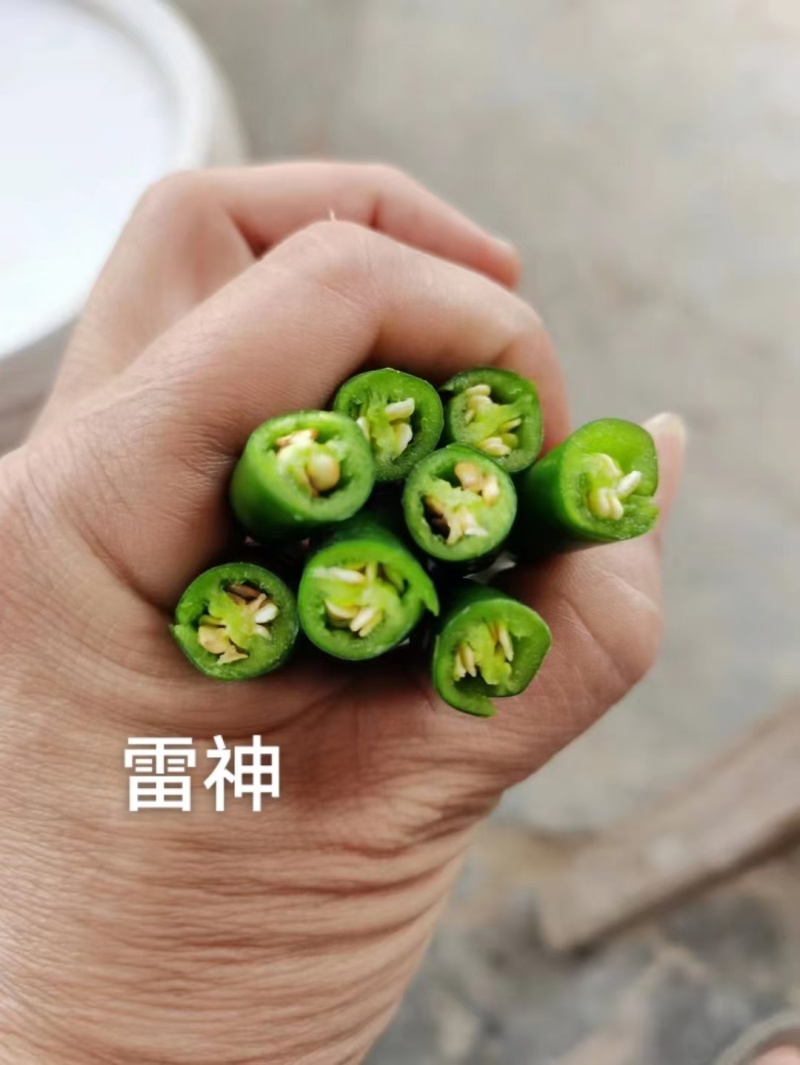 两广热销朝天椒种子泰国引进大果型朝天椒种子辣味浓硬度好