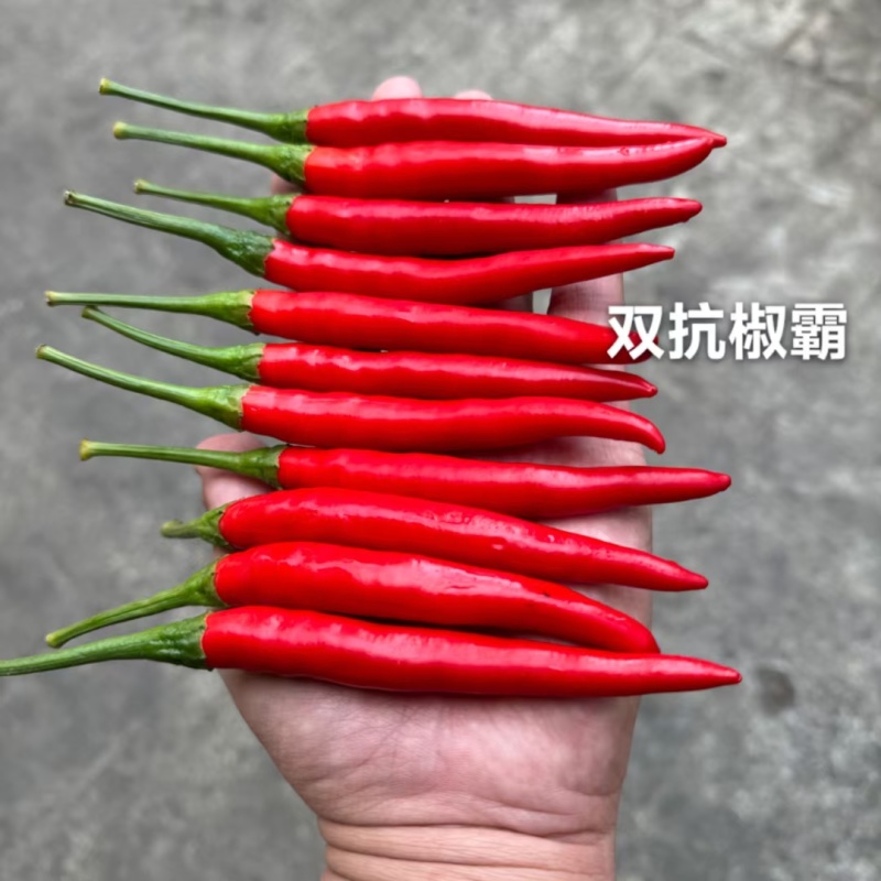 两广热销朝天椒种子泰国引进大果型朝天椒种子辣味浓硬度好