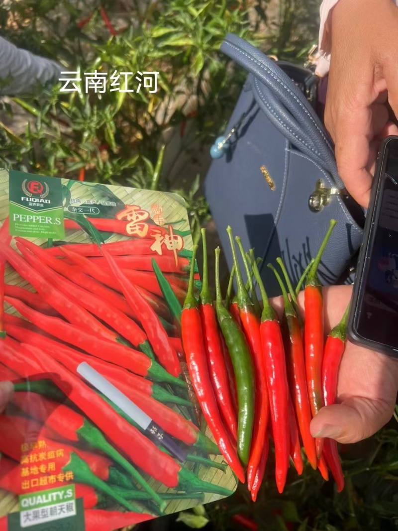 两广热销朝天椒种子泰国引进大果型朝天椒种子辣味浓硬度好