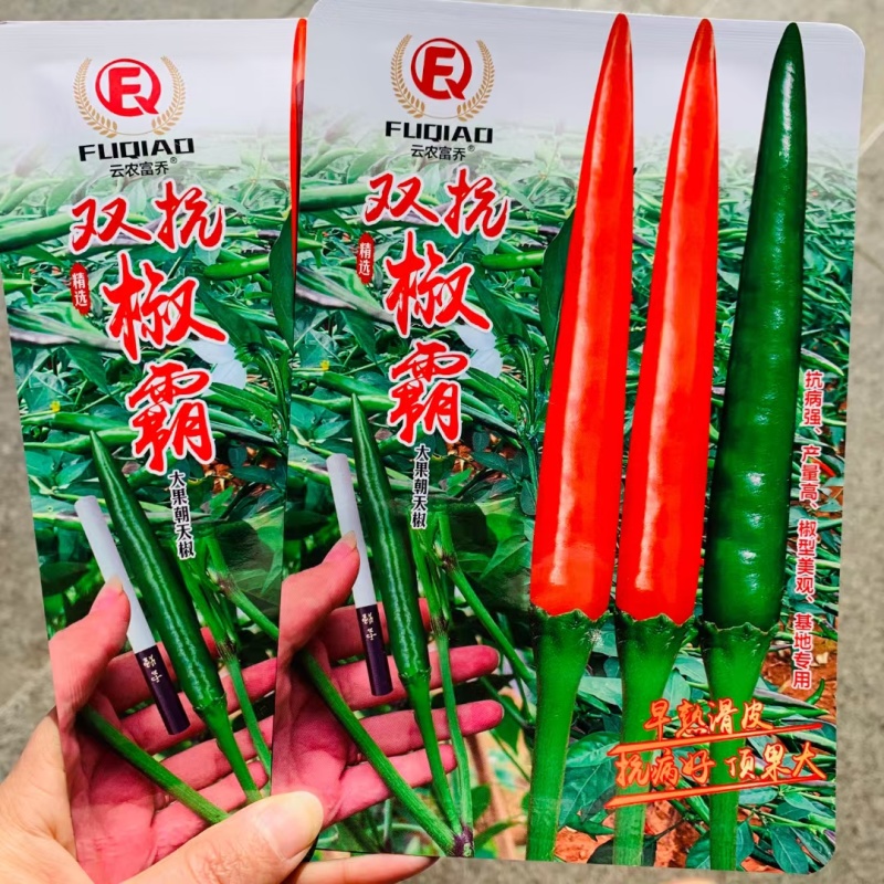 两广热销朝天椒种子泰国引进大果型朝天椒种子辣味浓硬度好