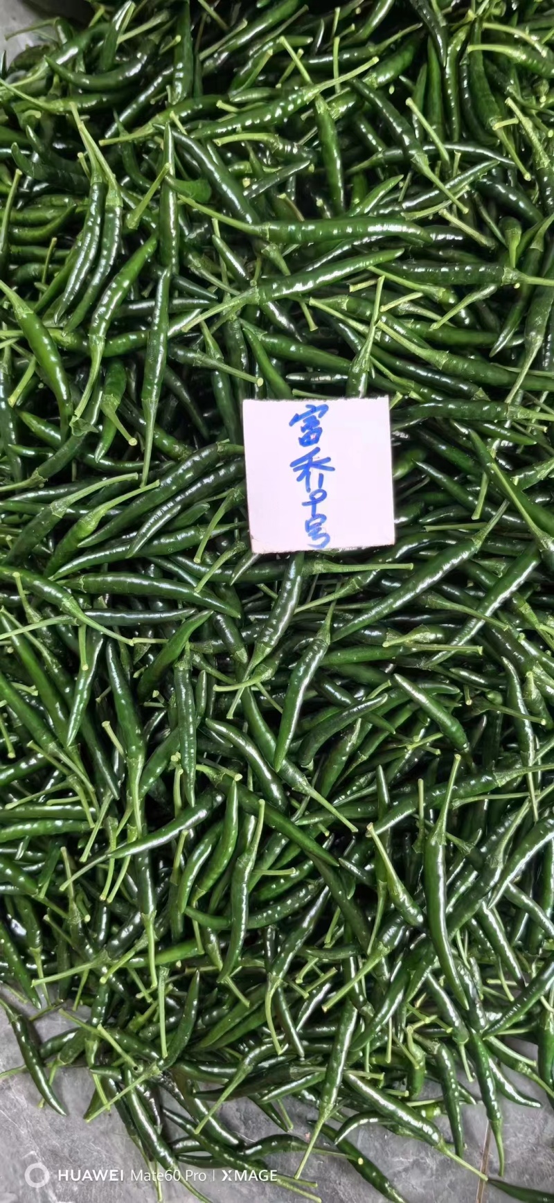 两广热销朝天椒种子泰国引进大果型朝天椒种子辣味浓硬度好