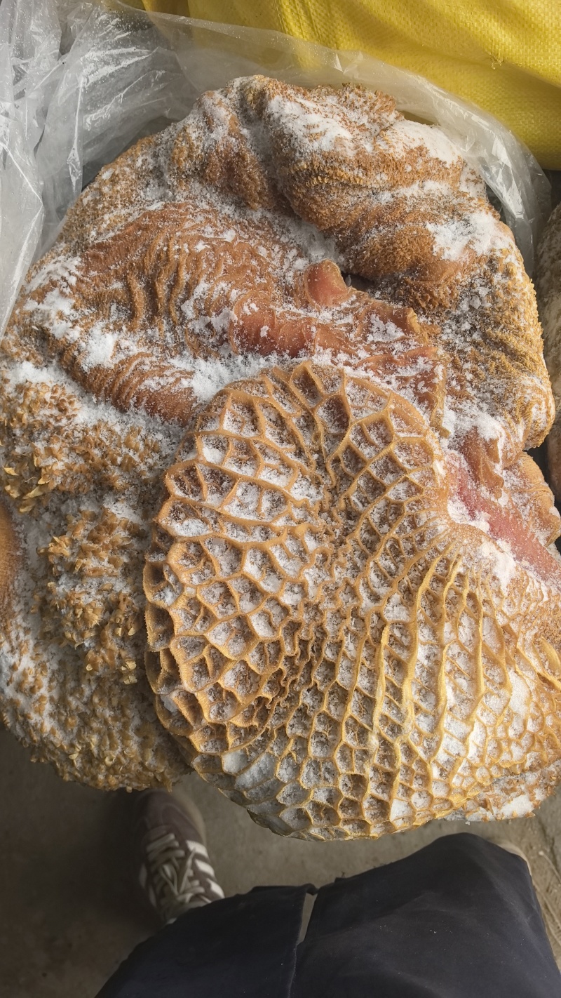 草地黄牛肚清洗干净去油控水速冻超码称重