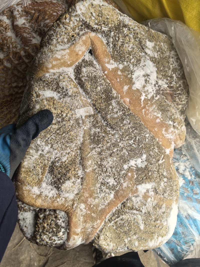 草地黄牛肚清洗干净去油控水速冻超码称重