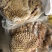 草地黄牛肚清洗干净去油控水速冻超码称重