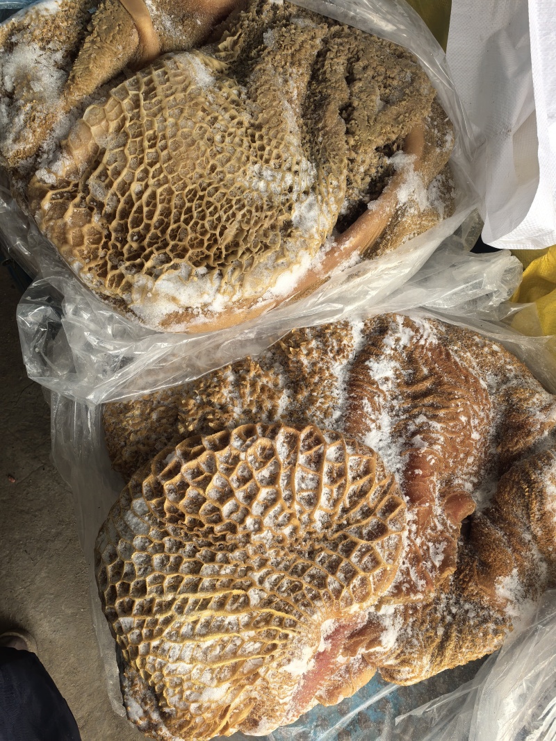 草地黄牛肚清洗干净去油控水速冻超码称重