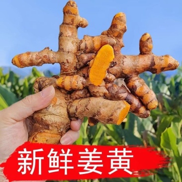 姜黄新鲜正宗姜黄野生姜黄新鲜月子黄姜染色咖喱老姜香料