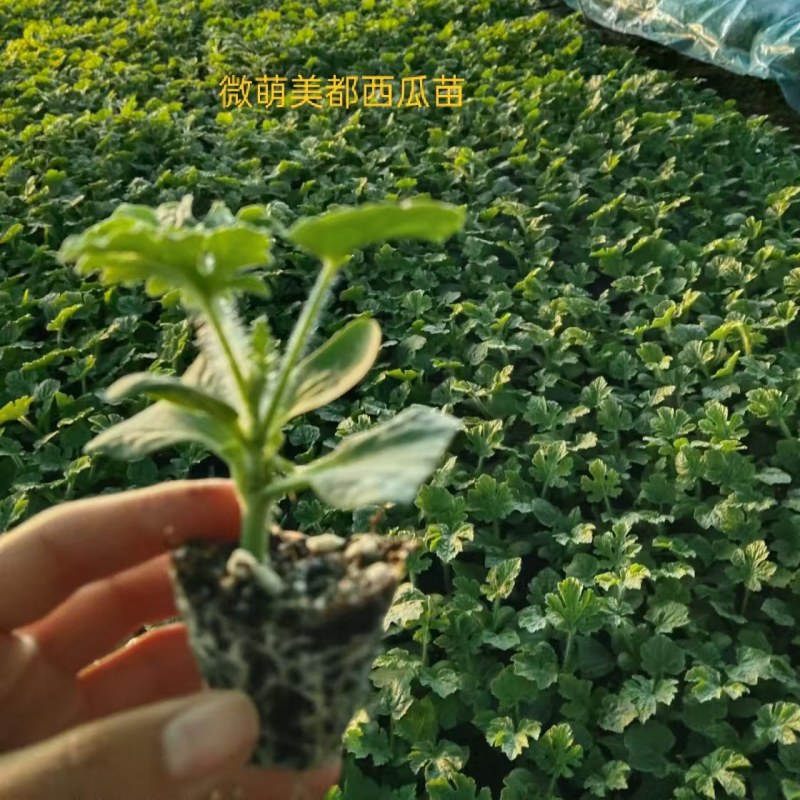 微萌美都西瓜苗