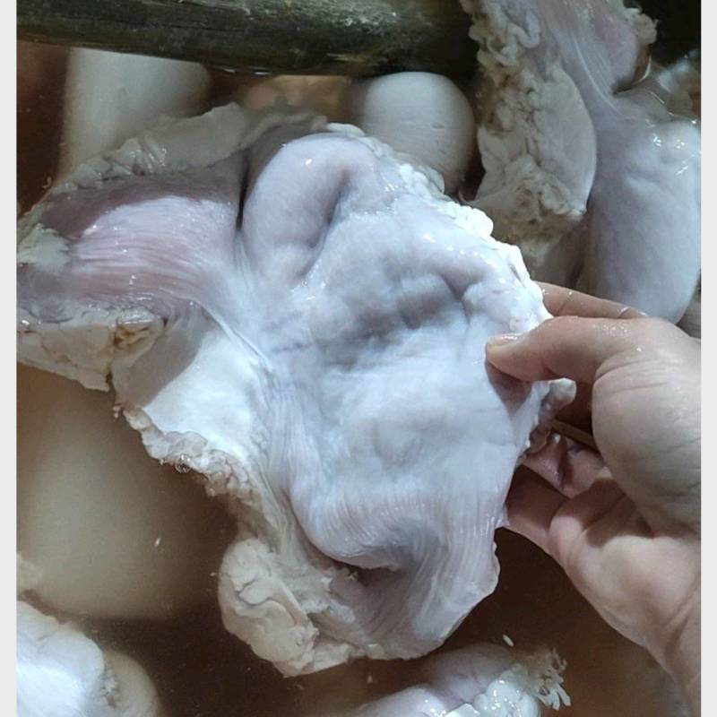 新鲜猪肚，干货1.5斤以上亮货颜色鲜艳，零售酒楼专用