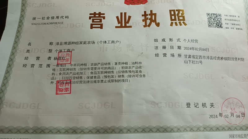 【岷县黄芪】甘肃岷县三年生长主根现切老黄芪