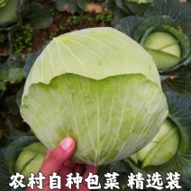 甘蓝莲花白扁包菜一手货源保质保量支持打款发货