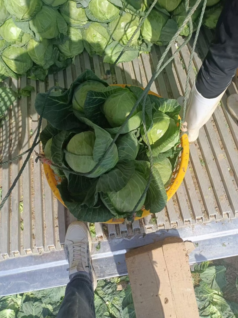 福建精品甘蓝，品质好，产地一手货源，可全国发货。