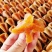 柿饼吊饼平乐柿饼