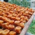 柿饼吊饼平乐柿饼