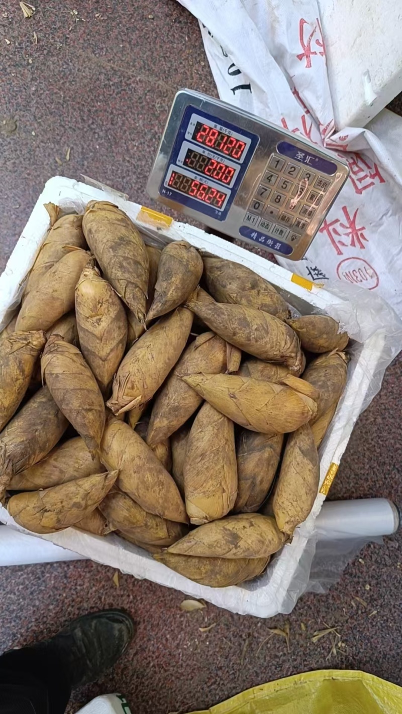 湖南冬笋，基地直供，全国可发。两头尖的优质货