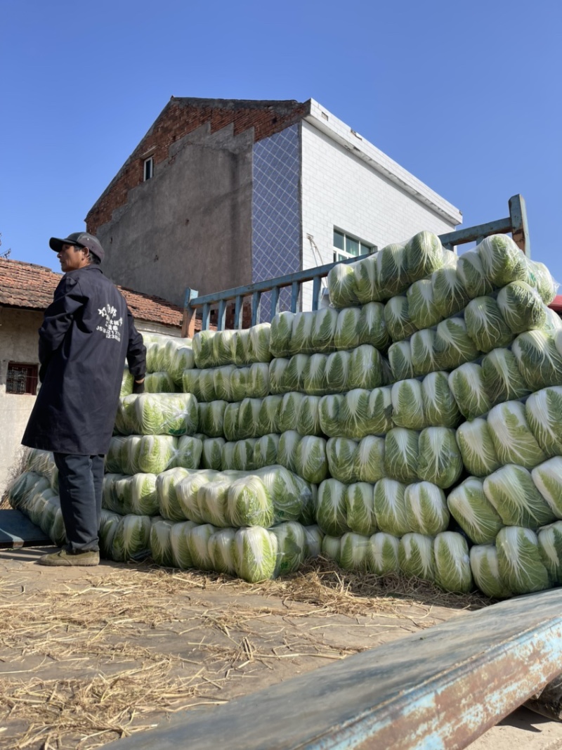 🌟湖北精品黄心白菜☀产地直供☀纯矮颗✔️品质**