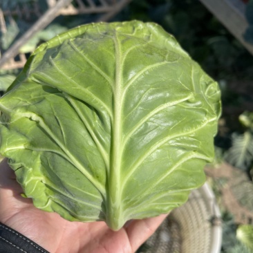 🌟湖北蔬菜基地✨绿甘蓝🌟品质完美输出✔️
