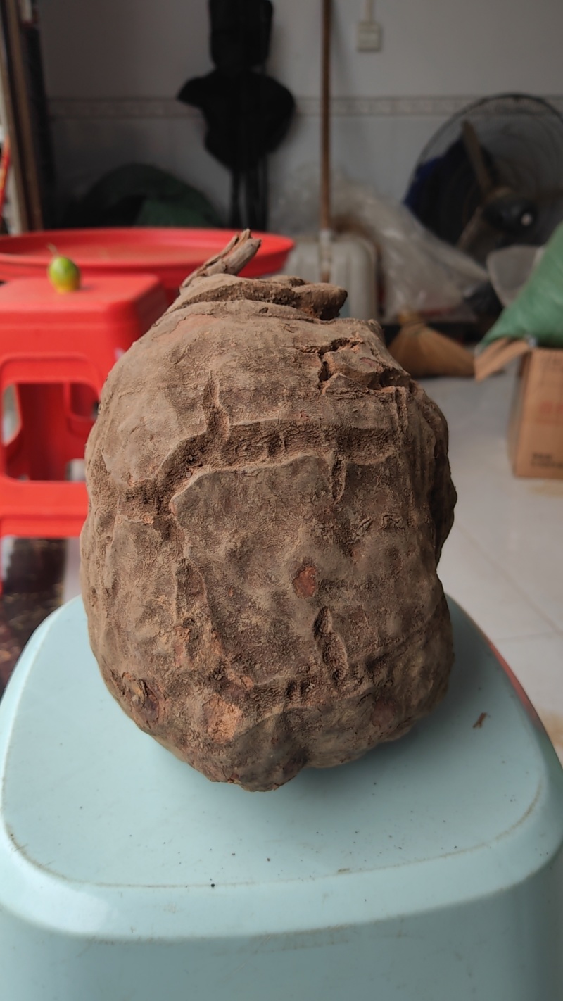 何首乌鲜货大小都有山货