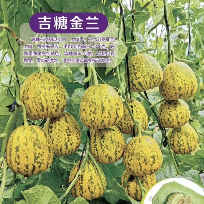 吉糖金兰甜瓜种子高糖绿肉金黄皮甜瓜种子特甜八里香甜瓜种籽