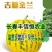 吉糖金兰甜瓜种子高糖绿肉金黄皮甜瓜种子特甜八里香甜瓜种籽