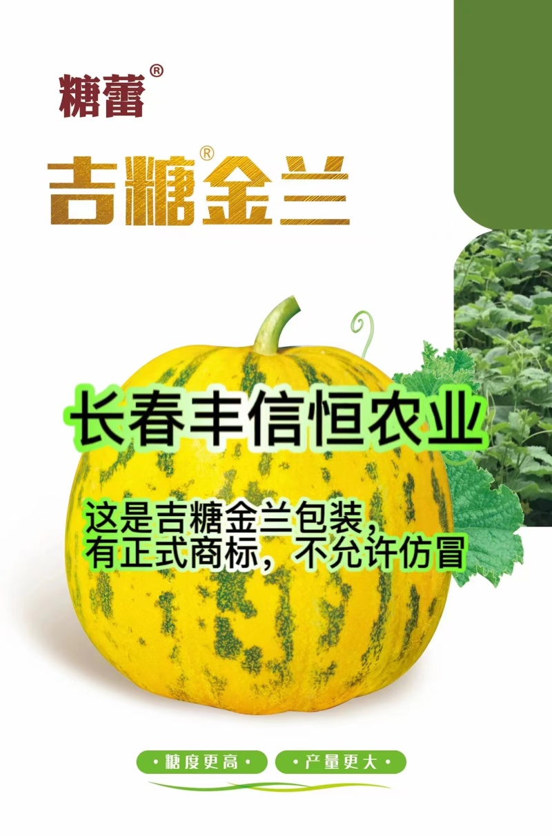 吉糖金兰甜瓜种子高糖绿肉金黄皮甜瓜种子特甜八里香甜瓜种籽
