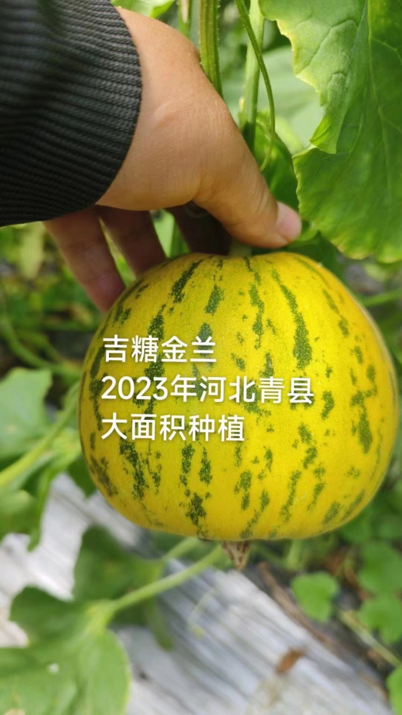 吉糖金兰甜瓜种子高糖绿肉金黄皮甜瓜种子特甜八里香甜瓜种籽
