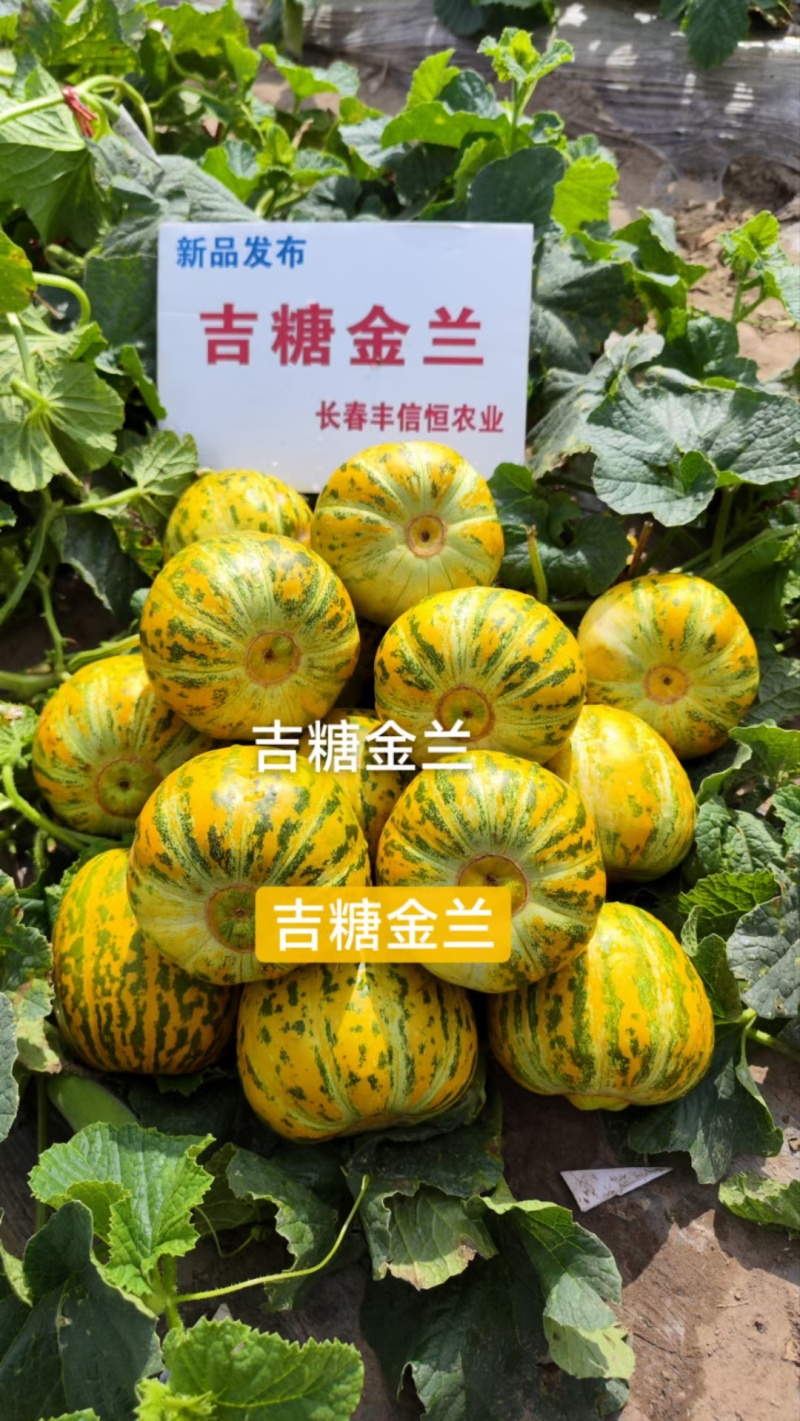 吉糖金兰甜瓜种子高糖绿肉金黄皮甜瓜种子特甜八里香甜瓜种籽