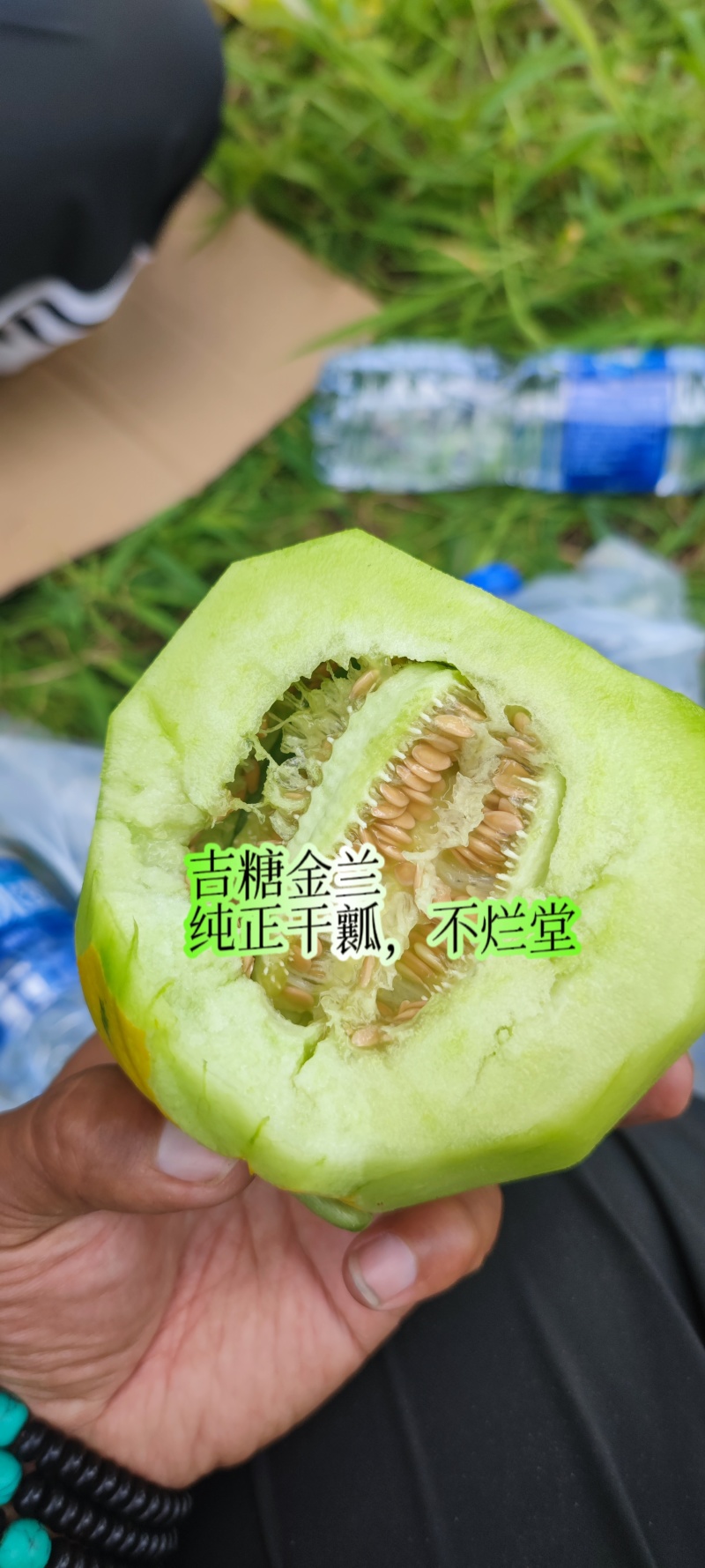 吉糖金兰甜瓜种子高糖绿肉金黄皮甜瓜种子特甜八里香甜瓜种籽