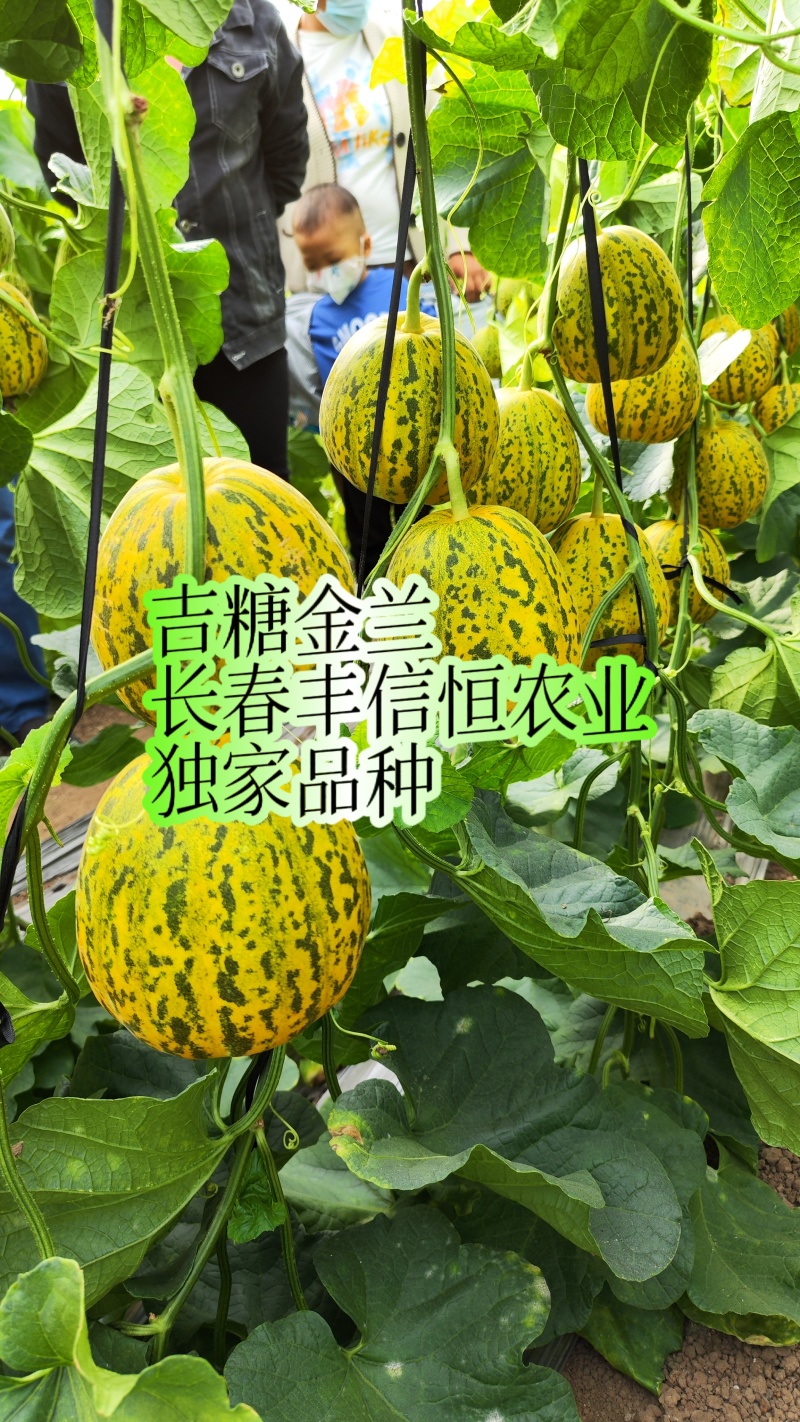 吉糖金兰甜瓜种子高糖绿肉金黄皮甜瓜种子特甜八里香甜瓜种籽