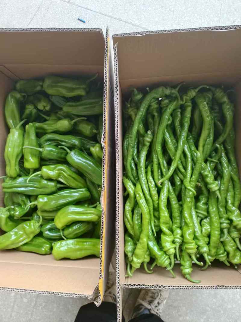 湖北黄冈千亩基地，暖棚货，质量好，一直到年后都有货