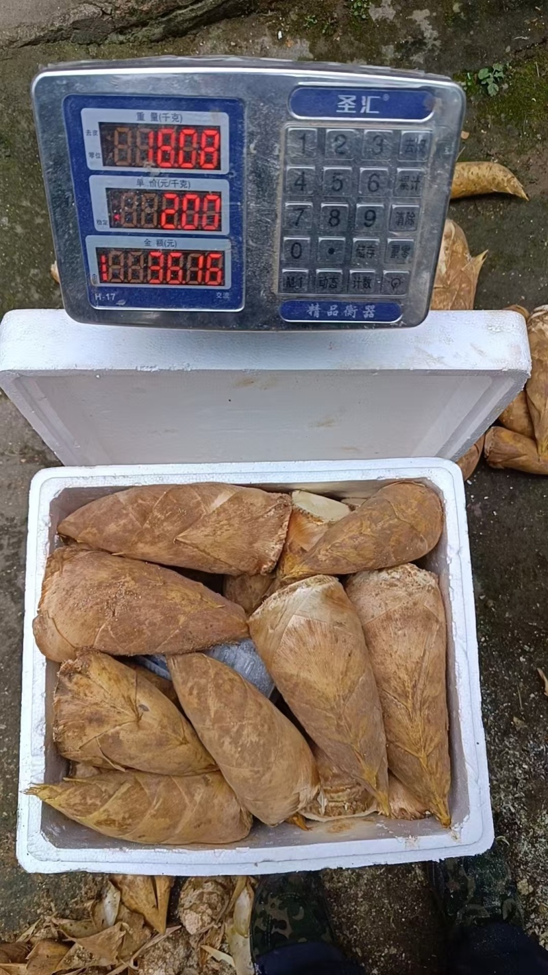 半斤以上大个头切头货。