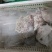 牛杂成分牛肚大肠小肠伞肚碗口牛心牛肺一斤一袋