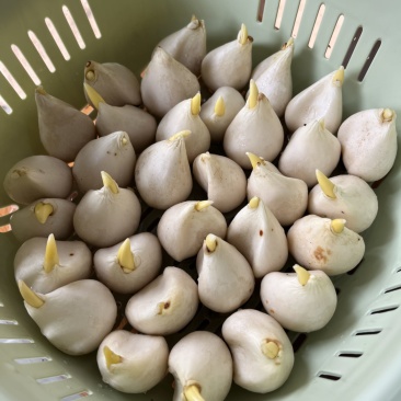 郁金香种球小籽籽，剥皮种球品质好！价格优！欢迎联系