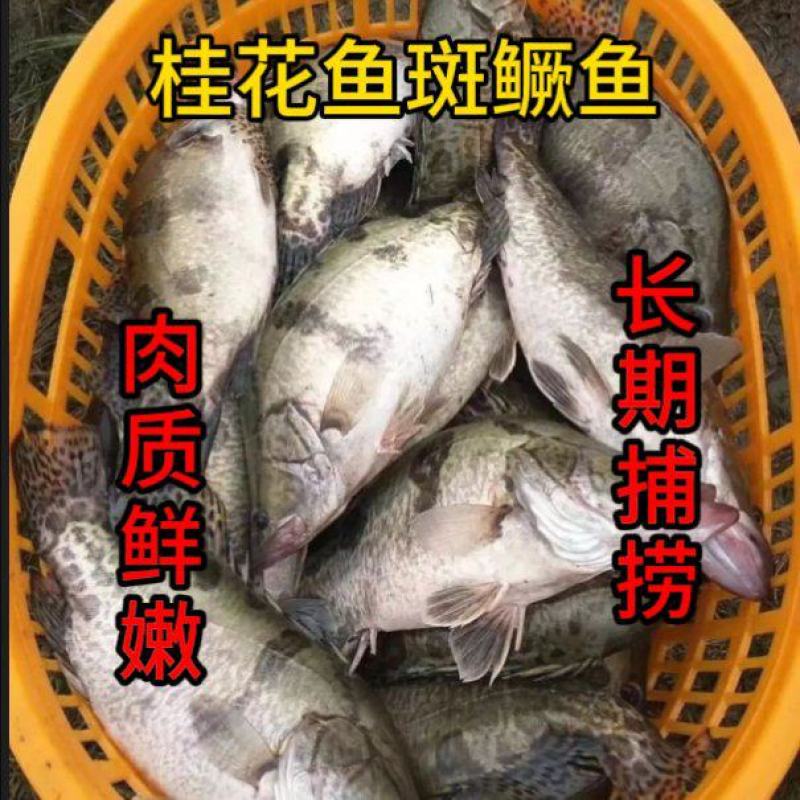 【大规格】斑鳜鱼桂花鱼长期鲜活捕捞鲜嫩高端美味桂鱼
