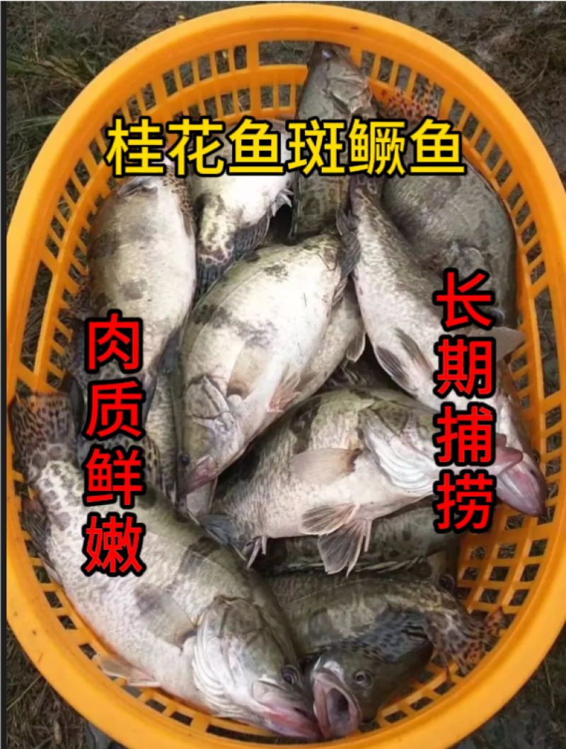 【大规格】斑鳜鱼桂花鱼长期鲜活捕捞鲜嫩高端美味桂鱼