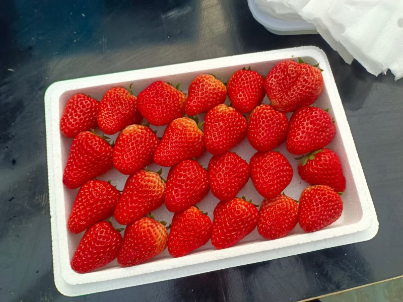 久久草莓大量上市，红颜久久草莓，口味纯正，入口软糯香甜