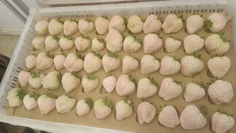 久久草莓大量上市，红颜久久草莓，口味纯正，入口软糯香甜